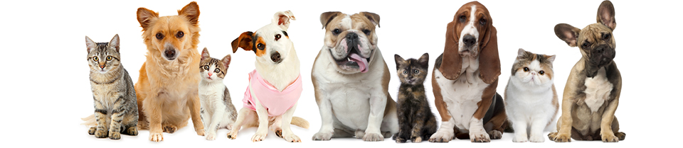 mutuelle animaux