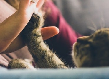 Peut-on faire de son animal de compagnie son héritier ?