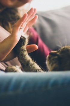 Peut-on faire de son animal de compagnie son héritier ? Peut-on faire de son animal de compagnie son héritier ?